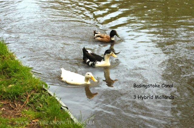 mallard, mallards, mallard duc-6.jpg - HYBRID MALLARDS ( THERE ARE MORE HYBRIDS OF MALLARDS THAN ANY OTHER SPECIES - TEND TO MATE WITH ANYTHING WITH A BILL) - BASINGSTOKE CANAL